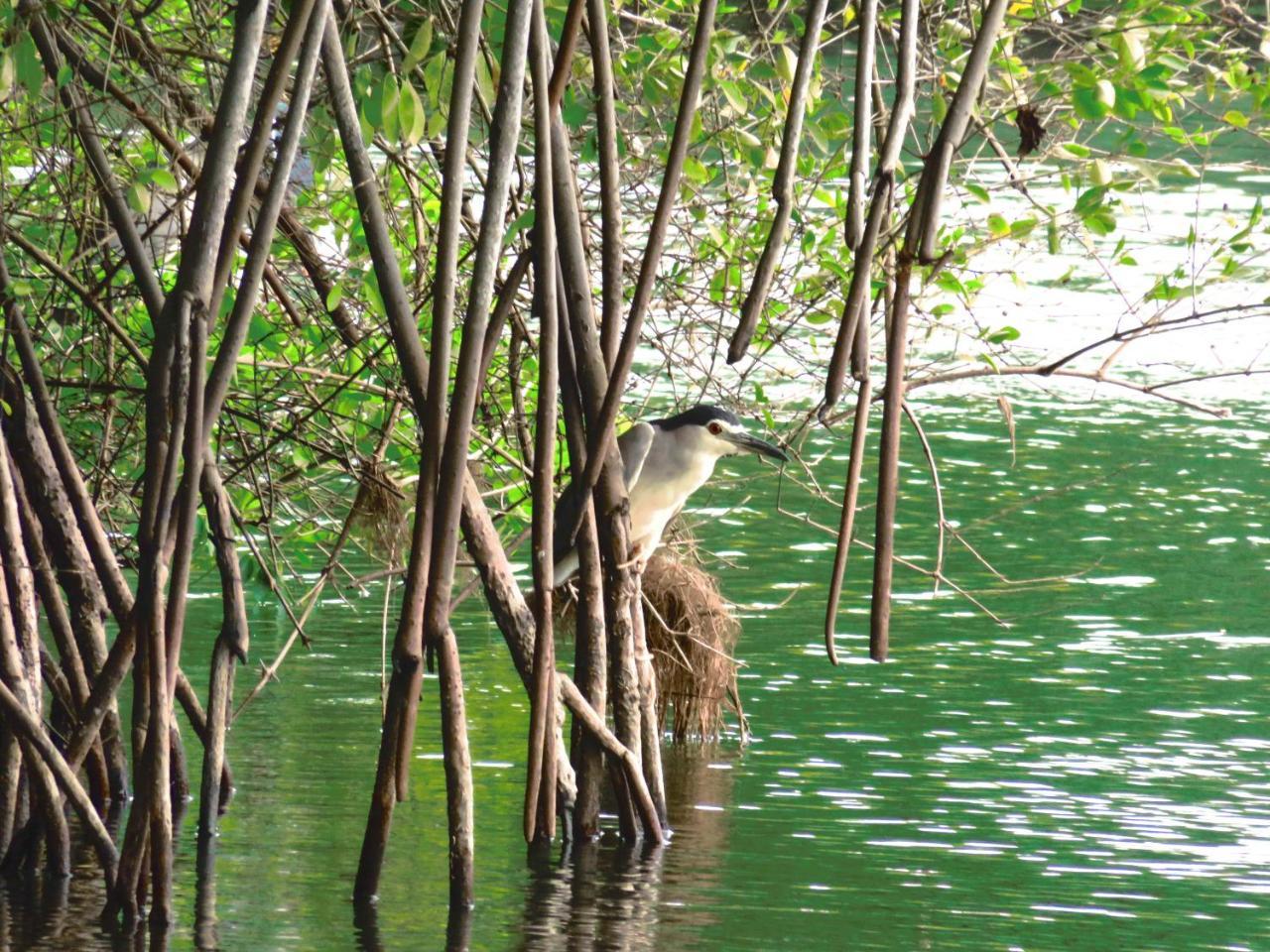 Beach Lagoon Guesthouse Tangalle Eksteriør bilde